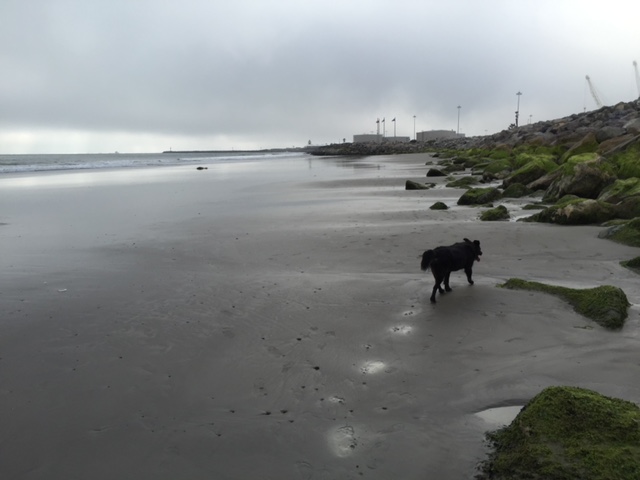 sadie and stormy beach