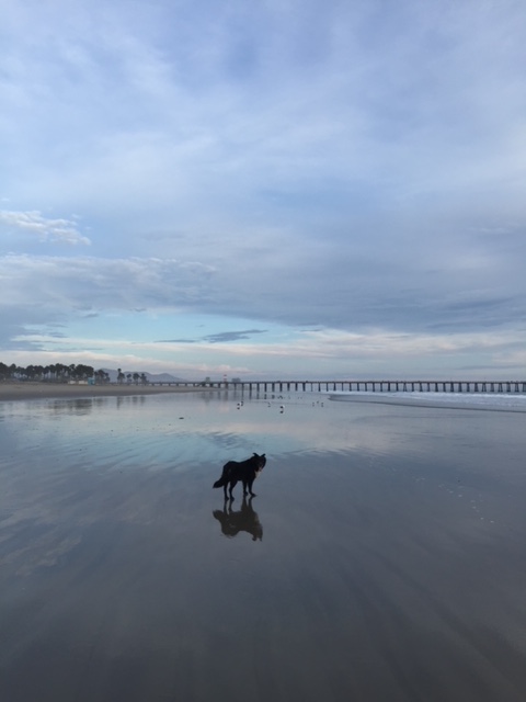 sadie on the beach heavenly
